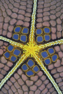 Detail of a pentagon sea star von Danita Delimont