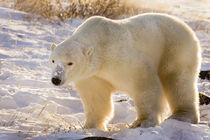 Full view of polar bear walking in snow by Danita Delimont