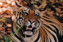 Bengal Tiger Portrait by Danita Delimont
