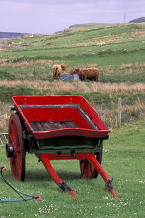 Farm animals and wheelbarrow by Danita Delimont