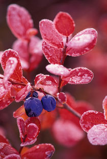 Blue berries in frosted autumn colors by Danita Delimont