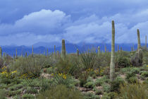 Saguaro cactus by Danita Delimont