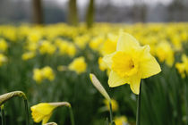 Daffodils (RF) von Danita Delimont