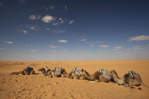 Camel caravan von Danita Delimont