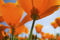 Close UP of California Poppy With Blue Sky by Danita Delimont