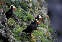Paul Island Tufted Puffins by Danita Delimont