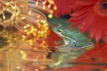 Frog and reflections among flowers by Danita Delimont