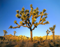 Mojave Desert von Danita Delimont