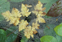 Dew on spiderweb and ferns by Danita Delimont