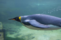 King penguin (captive) underwater by Danita Delimont