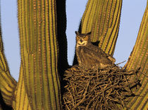 Great horned owl on nest in Saguaro cactus by Danita Delimont