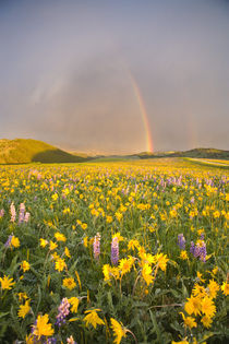 Spectacular wildflower meadow at sunrise in the Bighorn Mountains of Wyoming von Danita Delimont