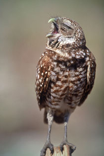 Burrowing Owl von Danita Delimont