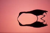 Mirror silhouette of little blue heron in pink-colored water von Danita Delimont