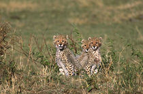 Africa; Kenya; Masai Mara; Three cheetah cubs (Acinonyx jubatus) by Danita Delimont
