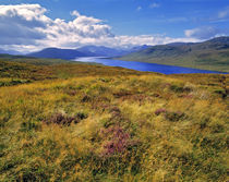 Heather covers the hillsides along Loch Cluanie in the NW Highlands in Scotland von Danita Delimont