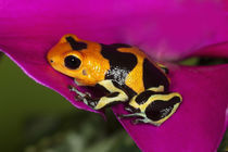 Close-up of Intermedius imitator frog von Danita Delimont