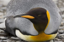 King penguin rests on beach by Danita Delimont