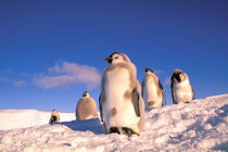 Emperor Penguin chicks (Aptenodytes forsteri) by Danita Delimont