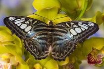 Washington Tropical Butterfly Photograph of Parthenos sylvia lilacinus the B lue Clipper for Asia von Danita Delimont
