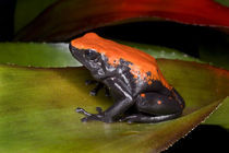 Close-up of a variety of poison dart frog on leaf by Danita Delimont