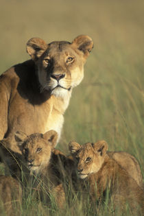Lion cubs (Panthera leo) sits by Lioness in grass on savanna at sunrise von Danita Delimont