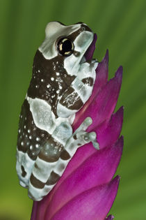 Close-up of Amazon milk frog by Danita Delimont