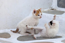 Kittens playing von Danita Delimont