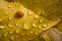 Ladybug on fall-colored leaf von Danita Delimont