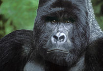 Portrait of wild silverback mountain gorilla by Danita Delimont