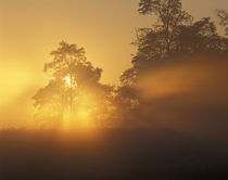 Sunlight filtering through tree at sunrise by Danita Delimont
