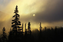 Cloudy sunrise silhouettes spruce and fir trees on Continental Divide von Danita Delimont