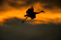 Sandhill crane landing at sunset by Danita Delimont