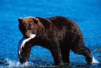 Brown Bear Fishing von Danita Delimont