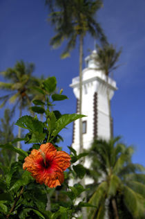 Hibiscus in front of Venus Point Lighthouse (aka Pointe Venus) by Danita Delimont