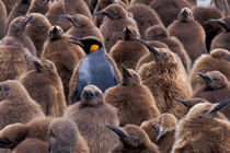 King penguins (Aptenodytes patagonicus) by Danita Delimont
