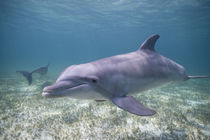 Captive Bottlenose Dolphin (Tursiops truncatus) swimming in Caribbean Sea at UNEXSO site von Danita Delimont