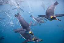 Underwater view of King Penguins (Aptenodytes patagonicus) swimming in Right Whale Bay by Danita Delimont