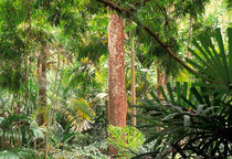 Rainforest von Danita Delimont