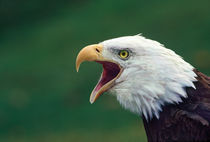 Bald Eagle (Haliaeetus leucocephalus) von Danita Delimont