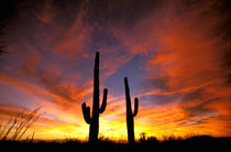 Saguaro cactus at sunset (Carnegia gigantea) by Danita Delimont