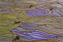 Flooded Tiger's Mouth (Mengpin) terraces reflect blue sky by Danita Delimont