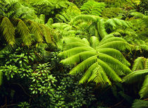 Lush tropical greenery in Hawaii Volcanoes National Park von Danita Delimont