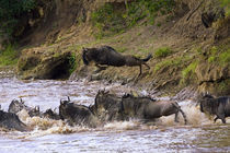 Migrating in the Maasai Mara Kenya von Danita Delimont