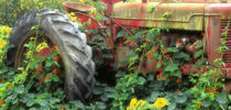 Spring flowers adorn an old tractor von Danita Delimont