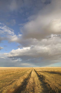 Stand Off: Landscape with Dramatic Sky Wheat Field Road by Danita Delimont
