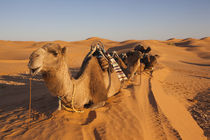 Camel caravan by Danita Delimont