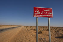 Camel crossing sign von Danita Delimont
