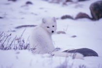 Arctic fox (Alopex lagopus) by Danita Delimont