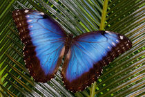 Sammamish Washington Tropical Butterfly photograph of female Morpho grandensis the Common Blue Morpho von Danita Delimont